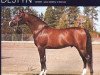 stallion Destyn ox (Arabian thoroughbred, 1977, from Aza Destiny ox)