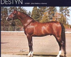 stallion Destyn ox (Arabian thoroughbred, 1977, from Aza Destiny ox)