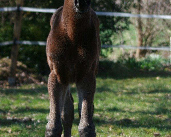 dressage horse Ferrara (Hanoverian, 2018, from Fidertanz)