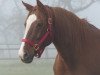 broodmare Romens Gioa (Westphalian, 2001, from Fidermark)