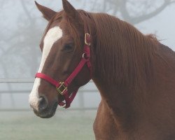 broodmare Romens Gioa (Westphalian, 2001, from Fidermark)