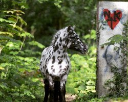 dressage horse Dotty (unknown, 2010)