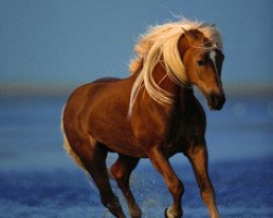 stallion Smudo (0,78% ox) (Haflinger, 1996, from El.H. Südwind)