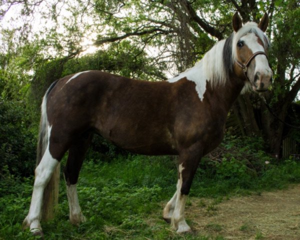 Pferd Marge (Lettisches Warmblut, 2011)