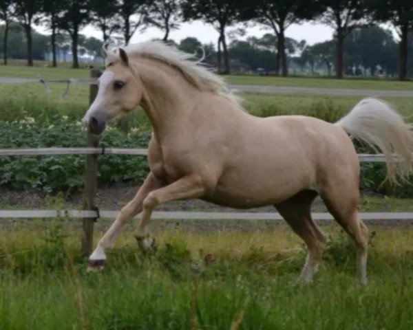 Zuchtstute Stougjeshoeve Pride of Joy (Welsh Pony (Sek.B), 2013, von Bronheulog Limited Edition)