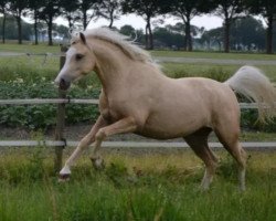 dressage horse Stougjeshoeve Pride of Joy (Welsh Pony (Sek.B), 2013, from Bronheulog Limited Edition)