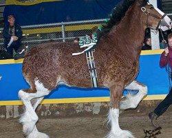 stallion 2S Above's Prince Harrison (Clydesdale, 2008, from Doura Above All)