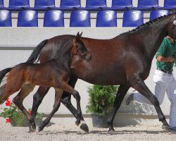 broodmare Rocio (Rhinelander, 2000, from Raschid N)