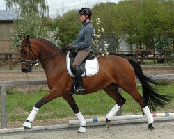 dressage horse Felicita ST (Oldenburg, 2014, from For Romance I)