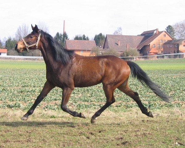 Pferd Lavinjo WH (Holsteiner, 2000, von Ladinos)