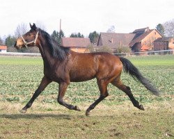 horse Lavinjo WH (Holsteiner, 2000, from Ladinos)