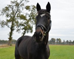 broodmare Karenina IV (Trakehner, 2000, from Preussenprinz)