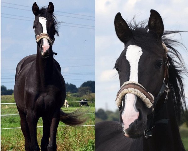 Pferd Rheinbaroness (Trakehner, 2016, von Feiner Kerl)