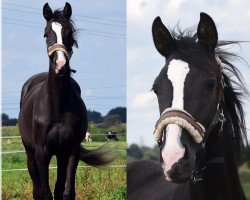 horse Rheinbaroness (Trakehner, 2016, from Feiner Kerl)