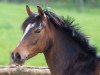 dressage horse Bergfee 35 (German Riding Pony, 2008, from Batman)