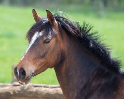 Dressurpferd Bergfee 35 (Deutsches Reitpony, 2008, von Batman)