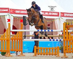 jumper Crack de Preuilly Z (Zangersheide riding horse, 2007, from Canturo)