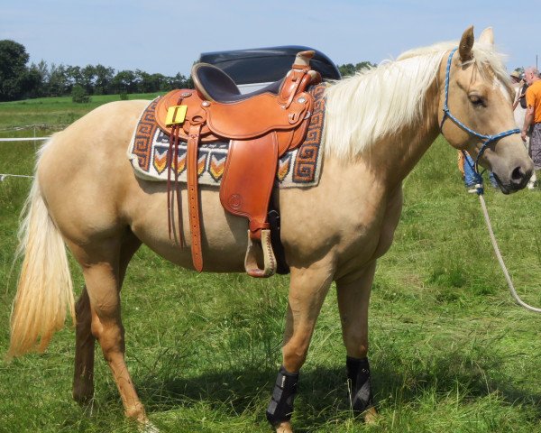 horse CL Badgers Charm (Quarter Horse, 2014)