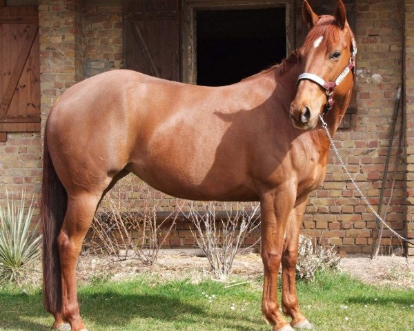 horse LKR Sierra (Quarter Horse, 2014)