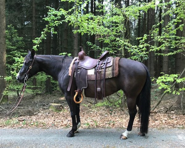 horse BV Black Equalizer (Quarter Horse, 2008)