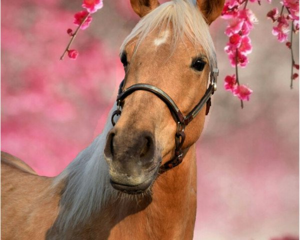 horse Spanier Stute (Andalusians/horse of pure Spanish race, 2012)