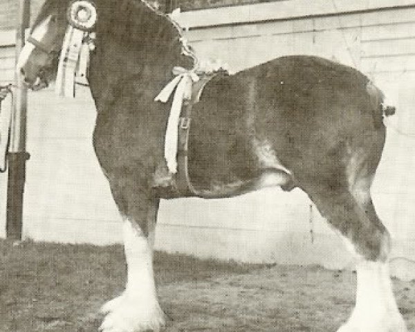 Deckhengst Doura Perfect Motion (Clydesdale, 1972, von Doura Excelsior)