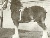 stallion Doura Perfect Motion (Clydesdale, 1972, from Doura Excelsior)
