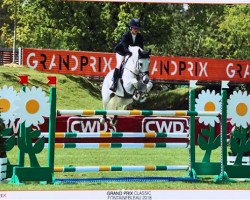 Springpferd Cougar Q (Schwedisches Warmblut, 2005, von Camaro M)