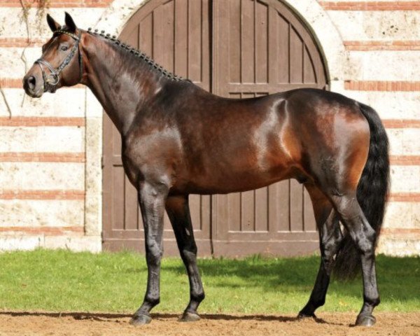 dressage horse Little Charly (Württemberger, 2006, from Lord Loxley I)