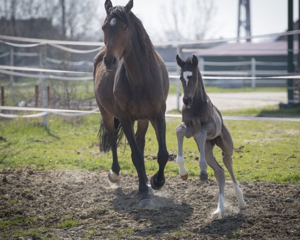 dressage horse Deep Blue (Austrian Warmblood, 2018, from DeLorean)