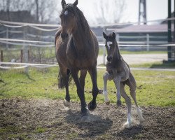 Dressurpferd Deep Blue (Österreichisches Warmblut, 2018, von DeLorean)