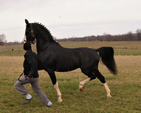 stallion Wouter (KWPN (Royal Dutch Sporthorse), 2003, from Nando)