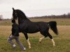 stallion Wouter (KWPN (Royal Dutch Sporthorse), 2003, from Nando)