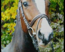 broodmare Dornröschen (Württemberger, 2012, from Don Diamond)