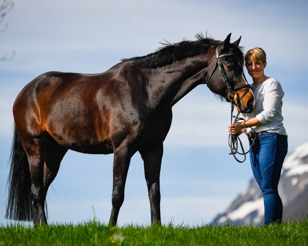 Springpferd Laudato Fs CH (Schweizer Warmblut, 2007, von Lady Lover R)