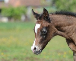 horse SK Rosalia (Vollblutaraber, 2017, from Sharahm)