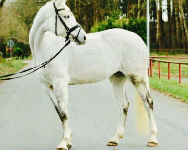 horse Grace de Luxe 5 (Oldenburg show jumper, 2010, from Causa Confido V.D.R.)