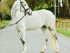 horse Grace de Luxe 5 (Oldenburg show jumper, 2010, from Causa Confido V.D.R.)