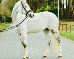 horse Grace de Luxe 5 (Oldenburg show jumper, 2010, from Causa Confido V.D.R.)