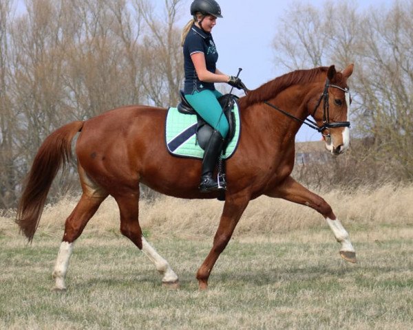 Pferd Rafiness (Deutsches Sportpferd, 2005, von Dinglinger)