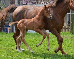 dressage horse Wyomina (German Sport Horse, 2018, from Estobar NRW)