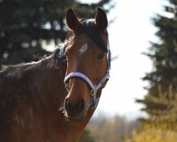 broodmare Comtess 195 (German Sport Horse, 2009, from Contract)