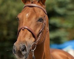 Pferd Goldammer (Trakehner, 1993, von Nerv 1370)