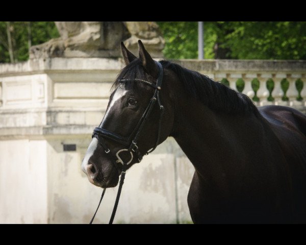 dressage horse Azrael 4 (Oldenburg, 2011, from Abanos)