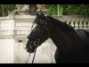 dressage horse Azrael 4 (Oldenburg, 2011, from Abanos)