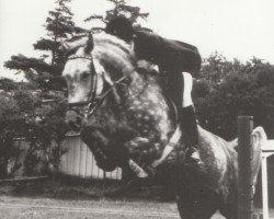 broodmare Hera (Holsteiner, 1971, from Moltke I)