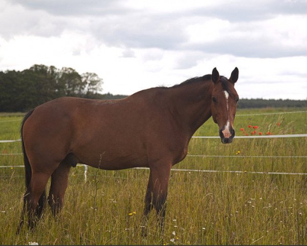 horse Racke Rauchzart (Noble Warmblood, 1997)