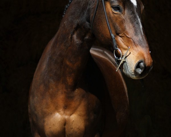 horse Eddy Boy (Trakehner, 2003, from Michelangelo)
