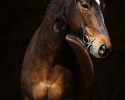 horse Eddy Boy (Trakehner, 2003, from Michelangelo)