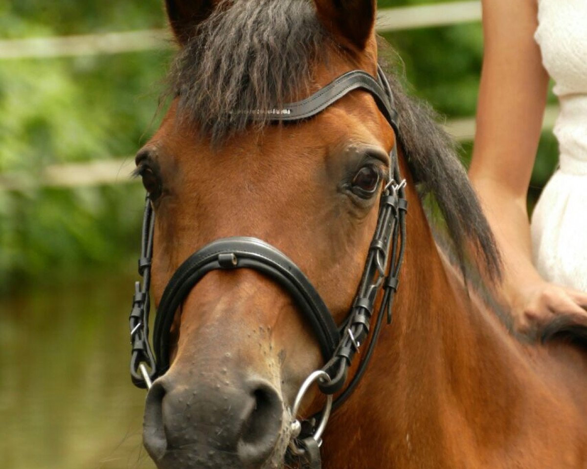 Zuchtstute Lucil (Deutsches Reitpony, 1999)